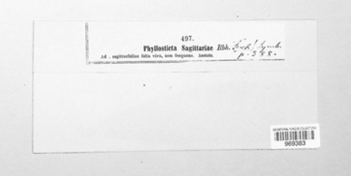 Phyllosticta sagittariae image